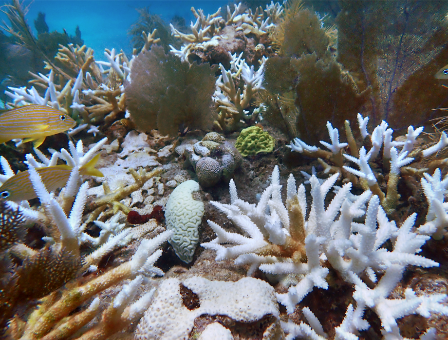 An underwater reef with stark white bleached branching staghorn coral in the foreground beside brown and green unbleached corals, with small yellow-striped fish swimming past