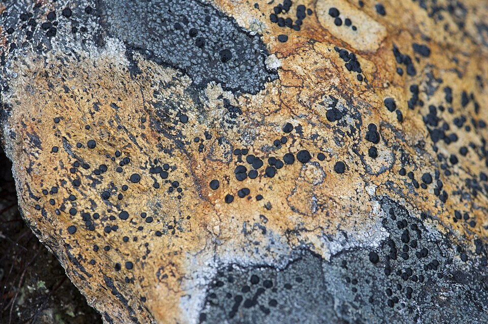 Close-up of crustose lichen encrusting a bare rock surface in orange, grey and cream patches studded with small black fruiting discs