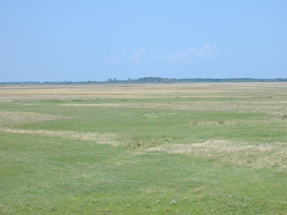A flat, treeless plain of green and straw-coloured grass stretching to a low distant tree line under an open sky, on the Hortobagy puszta in Hungary