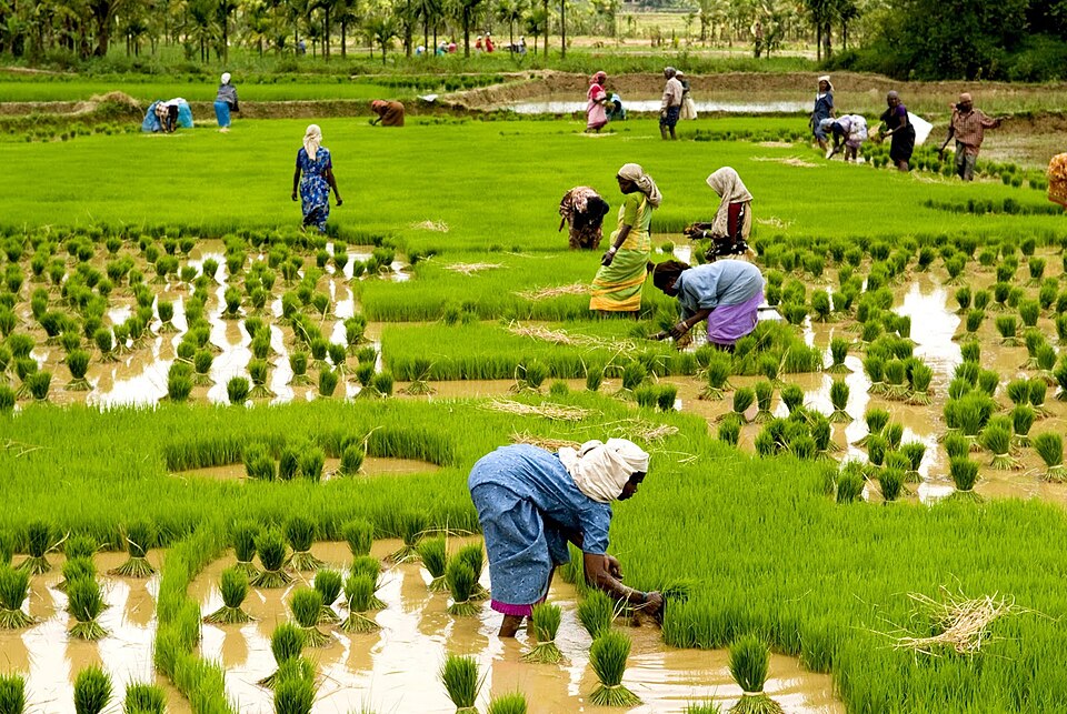 Farm workers bent over in a flooded, bunded paddy field, pressing bright green rice seedlings into the mud, with tied bundles of seedlings standing in the water around them