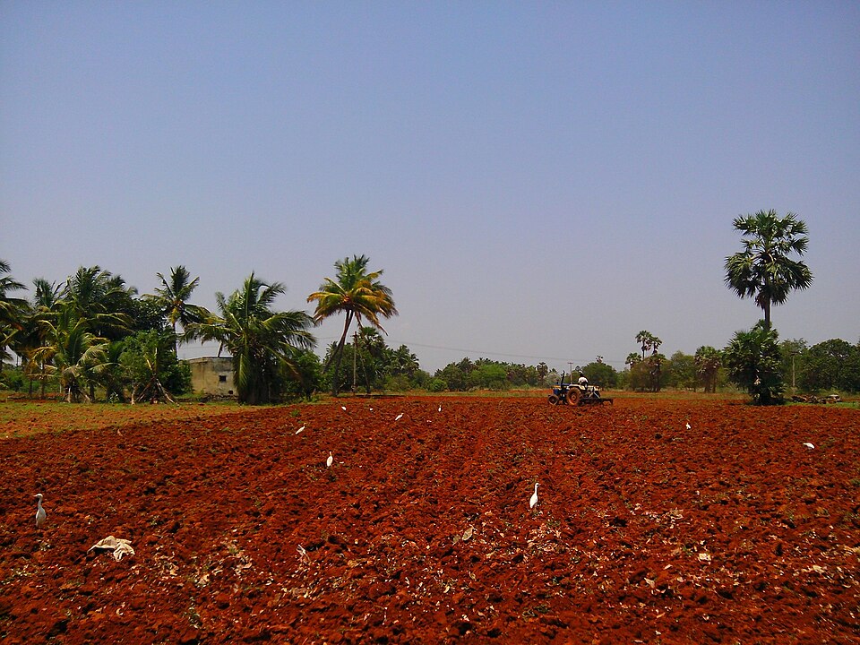 A freshly ploughed field of deep brick-red soil in Tirunelveli, Tamil Nadu, with white egrets on the clods, a tractor working the far end and coconut and palmyra palms along the horizon