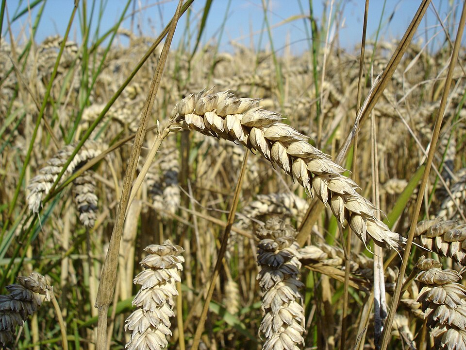 A close view of ripe golden wheat ears bending on their stalks in a standing crop just before harvest, with more ripe ears filling the field behind