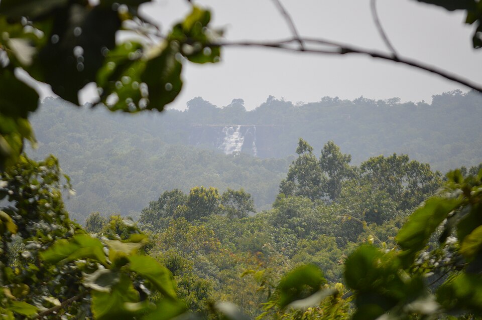 A hazy view across an unbroken green forest canopy in the Kanger valley, framed by broad out-of-focus leaves in the foreground, with a white waterfall spilling over a low rock scarp on the wooded ridge in the distance