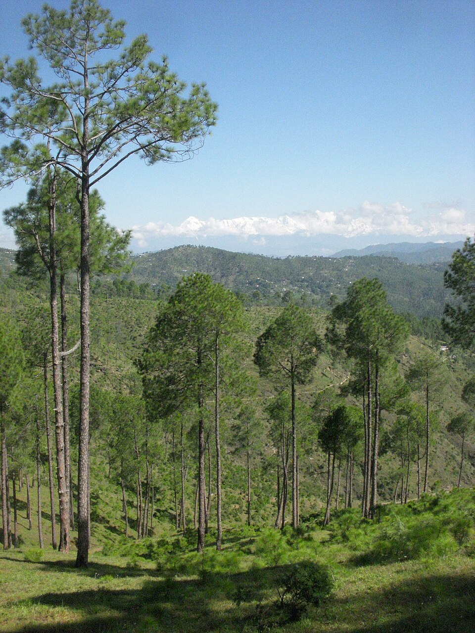 An open hillside forest of tall, straight-trunked pines with sparse feathery crowns near Almora in Uttarakhand, the slope beneath them covered in green grass, ridges and a scatter of hill houses beyond, and a line of snow-covered Himalayan peaks on the far horizon