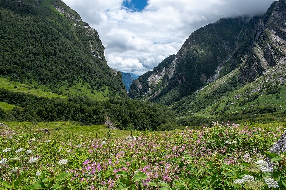 A meadow of pink balsam and white umbels filling the floor of the Valley of Flowers, with steep green and rock-streaked Himalayan slopes rising on both sides into cloud