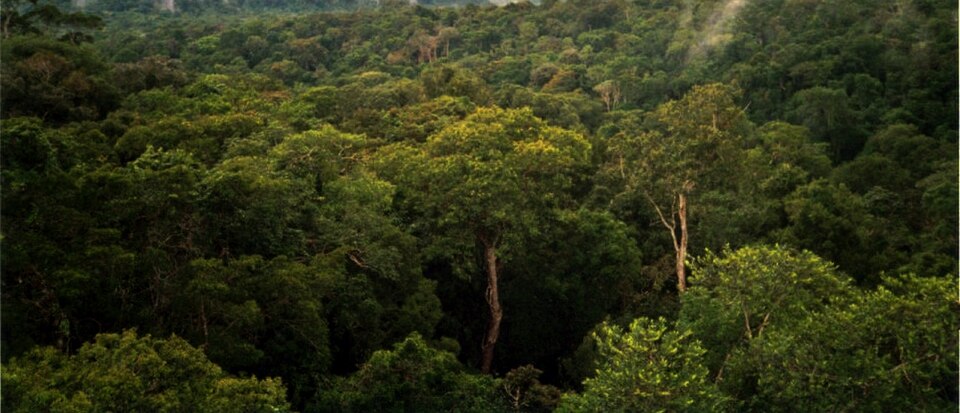 The unbroken green canopy of Amazon rainforest near Manaus seen from above, with a few taller emergent trees standing clear of the closed crown layer and mist hanging over the far ridge