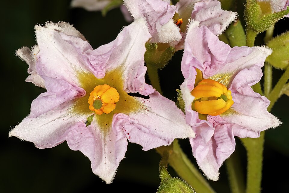 Close-up of two pale pink-and-white potato flowers, each a five-pointed star with a bright yellow cone of anthers at its centre, on a hairy green stem