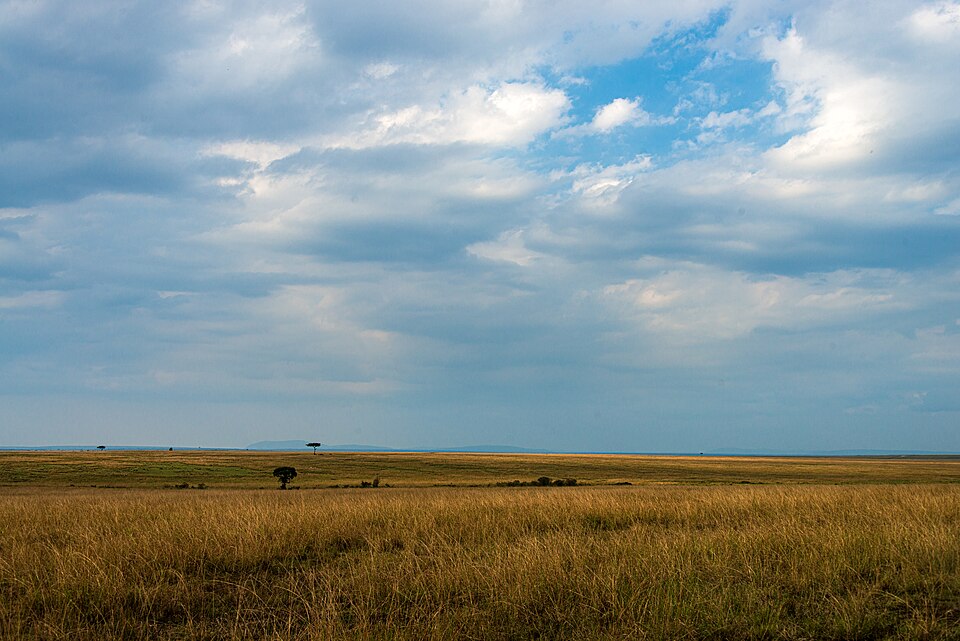 Open golden savanna grassland of the Maasai Mara stretching to a distant escarpment, with a few scattered flat-topped acacia trees under a wide cloudy sky
