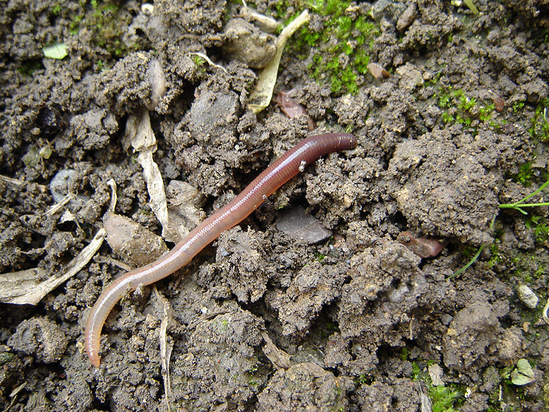 A brown earthworm stretched across damp crumbly dark soil, its ringed segments and the slightly swollen band of the clitellum visible along the body