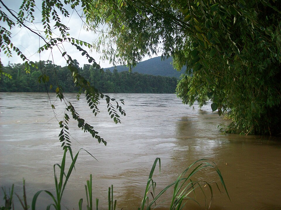 The broad silt-brown Periyar river flowing between densely forested banks at Kodanad in Ernakulam district, framed by overhanging riverside foliage with a wooded hill beyond