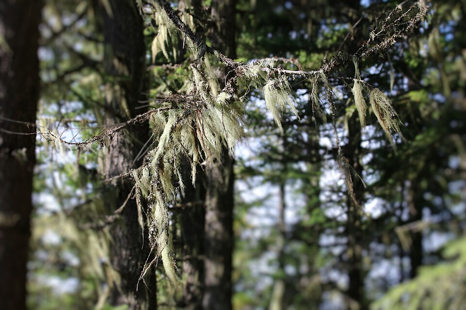 Pale grey-green shrubby tufts of Usnea beard lichen hanging from conifer branches in a forest