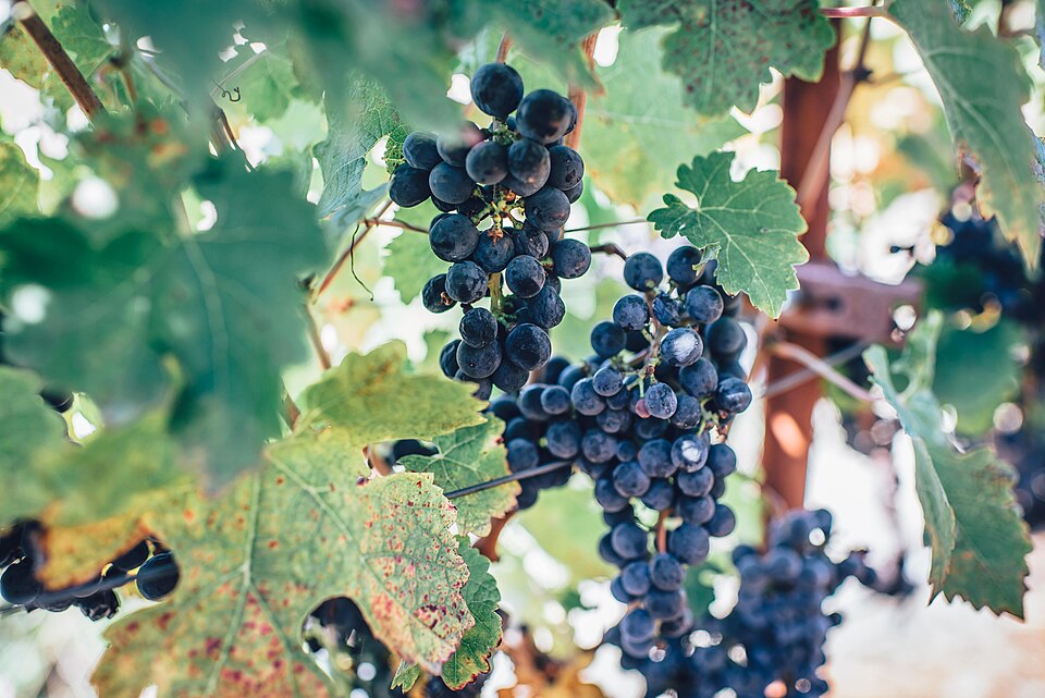 Bunches of ripe dark-purple grapes hanging on the vine among broad green vine leaves