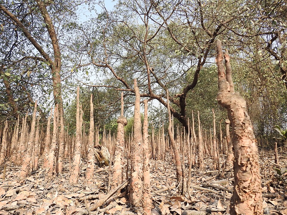 Hundreds of finger-thick pneumatophores standing upright out of dried mangrove mud beneath Avicennia trees, their pale knobbly stems filling the forest floor